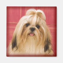 Shih-Tzu Magnet