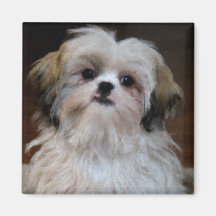 Shih Tzu Magnet