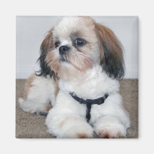 Shih Tzu Magnet