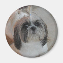 Shih Tzu Magnet
