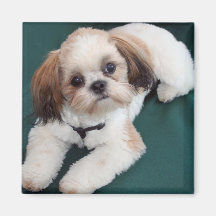 Shih Tzu Magnet
