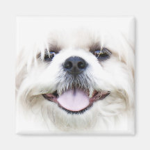 shih tzu magnets