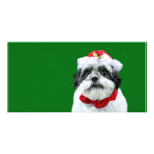 Shih Tzu Mrs Claus Customized Photo Card
