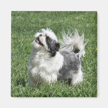 shih tzu playing magnets