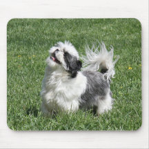 shih tzu playing mouse pad