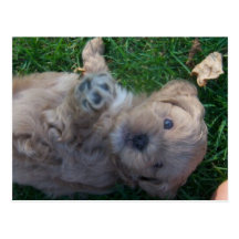 Shih-tzu poodle post cards
