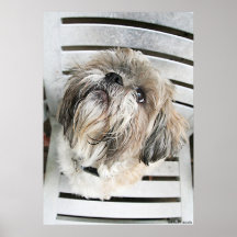 Shih Tzu Posters