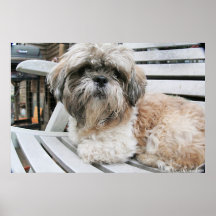 Shih Tzu Print