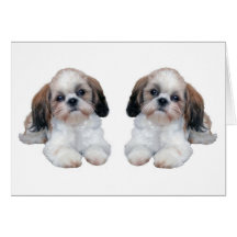 Shih Tzu Puppies Card