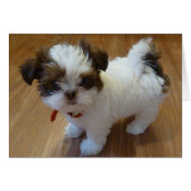 Shih Tzu Puppy Notecards