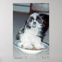 Shih Tzu Puppy Poster