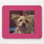 Shih Tzu Tapis De Souris