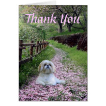 Shih Tzu Thank You Card