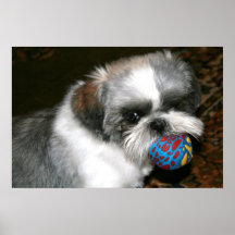 Shihtzu Print