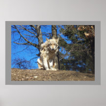 SHILOH PRINT