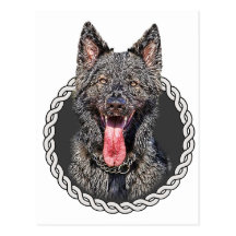 Shiloh Shepherd 001 Postcard