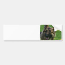 Shiloh Shepherd Bumper Sticker
