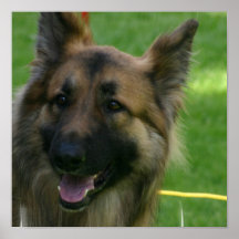 Shiloh Shepherd Poster