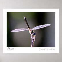 "Shine" Dragonfly Photography Poster