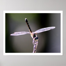 "Shine" Dragonfly Photography Print
