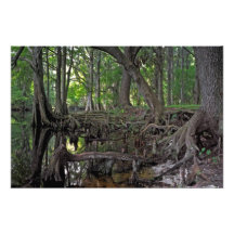 Shingle Creek I. Osceola County, Fl. Art Photo