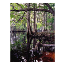 Shingle Creek II. Osceola County, Fl. Art Photo