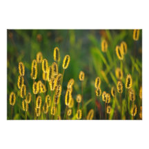 Shining Grass - Photo