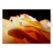 Shining Light, S Cyr Card