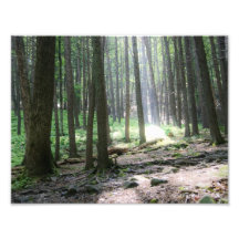 Shining Ray of Hope 11 x 8.5 Photographic Print