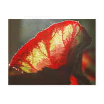 Shining red leaf