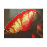 Shining red leaf