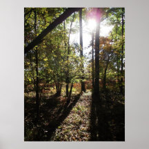 shining thru the trees poster