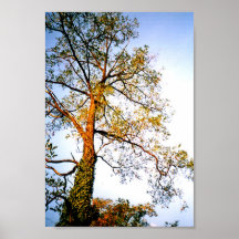 Shining Tree Print