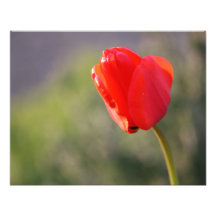 Shiny Red Tulip Art Photo