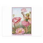 Shirley Poppy  Fairy Postcards