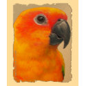 Shirt - Sun Conure