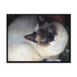 Shiva the Snowshoe Postcard
