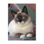 Shiva the Snowshoe Postcard