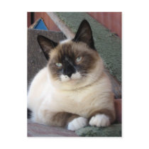 Shiva the Snowshoe Postcard