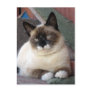 Shiva the Snowshoe Postcard