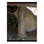 Shiva the Snowshoe Postcard