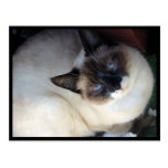 Shiva the Snowshoe Postcard