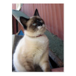 Shive the Snowshoe Postcards