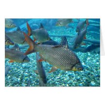 Shoal of Fish Greeting Card