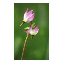Shooting star wildflower, California, USA Art Photo