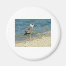 Shore bird magnet