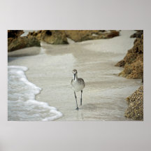 Shore Bird Poster