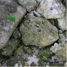 Shore rocks, jagged, with small green shoot photo sculptures
