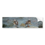 Shorebirds on Unalaska Island