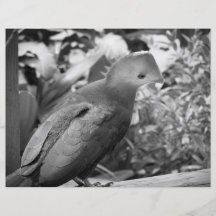 short beaked bird head turned bw custom flyer